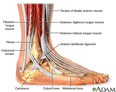 Ankle Injuries, Common Injuries