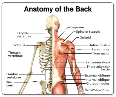 Mid Back Injuries, Common Injuries